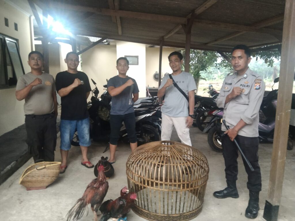 Polsek Cikedal, Polres Pandeglang, Berhasil Gerebek Aktivitas Judi Sabung Ayam di Kampung Kadu Sake 5 WhatsApp Image 2024 06 18 at 23.55.39
