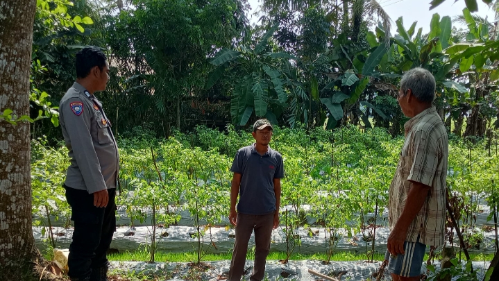 Bhabinkamtibmas Polsek Patia Sambangi Petani di Desa Idaman, Ajak Sukseskan Program Ketahanan Pangan 7 IMG 20250613 220013