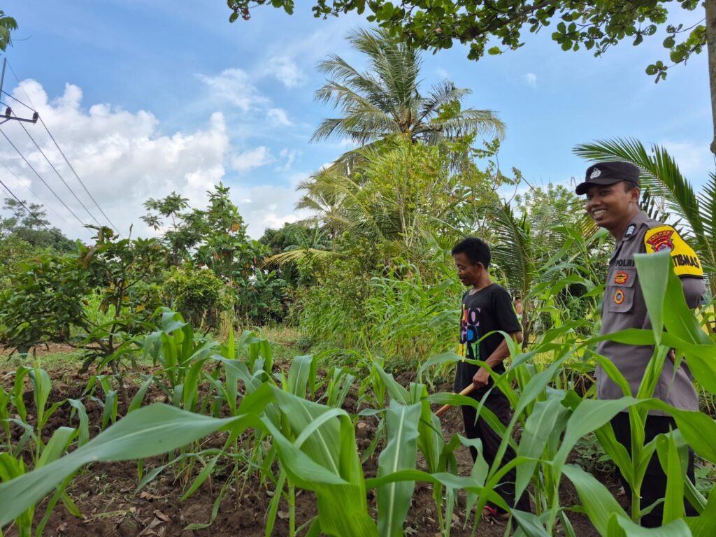 Dukung Ketahanan Pangan, Bhabinkamtibmas Polsek Patia Sambangi Petani di Desa Idaman 2 WhatsApp Image 2025 06 17 at 13.07.24