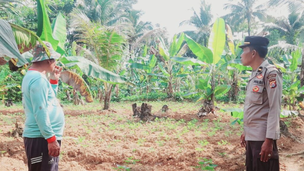 Polsek Patia Ajak Petani Jaga Lingkungan dan Ketahanan Pangan Sekaligus 10 hbhvh