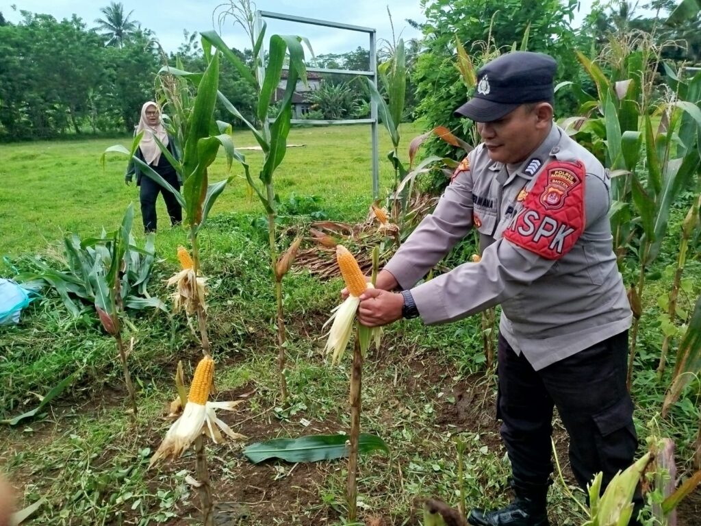 Polsek Cimanuk Bersama Petani Desa Cikaduen Panen Jagung, Wujud Nyata Dukung Swasembada Pangan 4 WhatsApp Image 2026 02 24 at 12.54.55