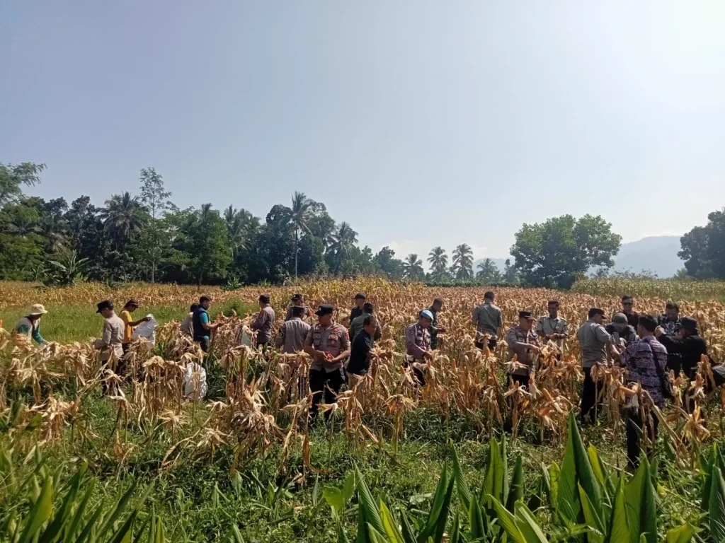 Dukung Swasembada Jagung Nasional, Polsek Pulosari Gelar Panen Raya Jagung Tahun 2026 4 MConverter.eu WhatsApp Image 2026 06 11 at 14.05.47