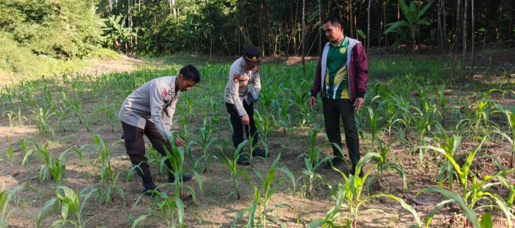 Polsek Angsana Bersama Kelompok Tani Perkuat Program Swasembada Pangan Melalui Budidaya Jagung Hibrida 3 MConverter.eu WhatsApp Image 2026 06 11 at 17.51.54