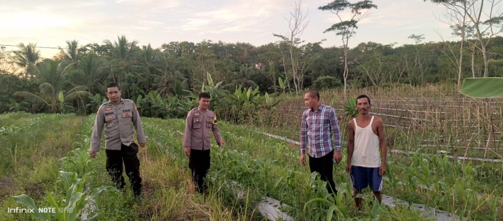 Dukung Ketahanan Pangan Nasional, Polsek Angsana Monitoring Tanaman Jagung Hibrida Program CPCL 2026 di Desa Karangsari 7 WhatsApp Image 2026 06 10 at 13.44.00